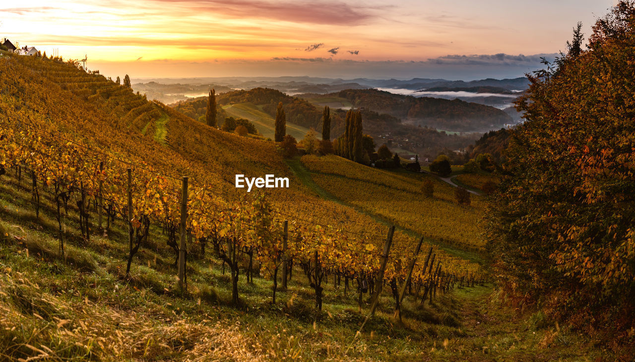 SCENIC VIEW OF VINEYARD AT SUNSET