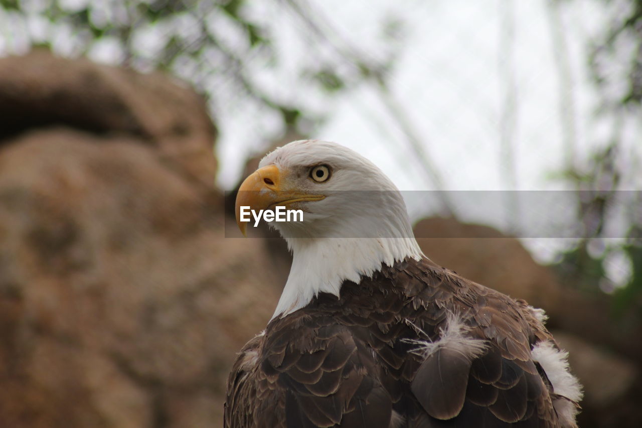 CLOSE-UP OF EAGLE PERCHING ON WOOD