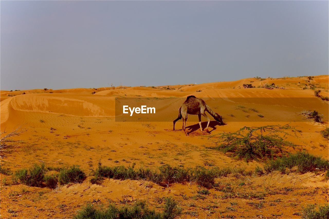 Man riding motorcycle on desert against kamel 