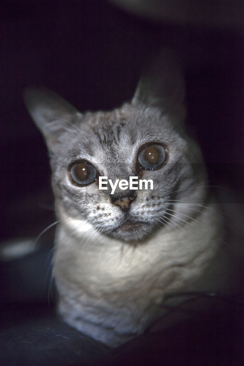 Close-up portrait of cat sitting in darkroom