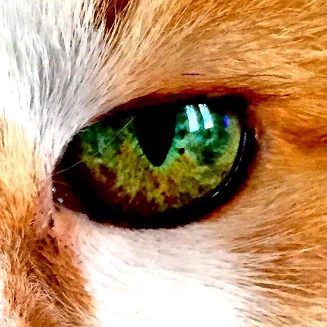 EXTREME CLOSE UP OF EYE