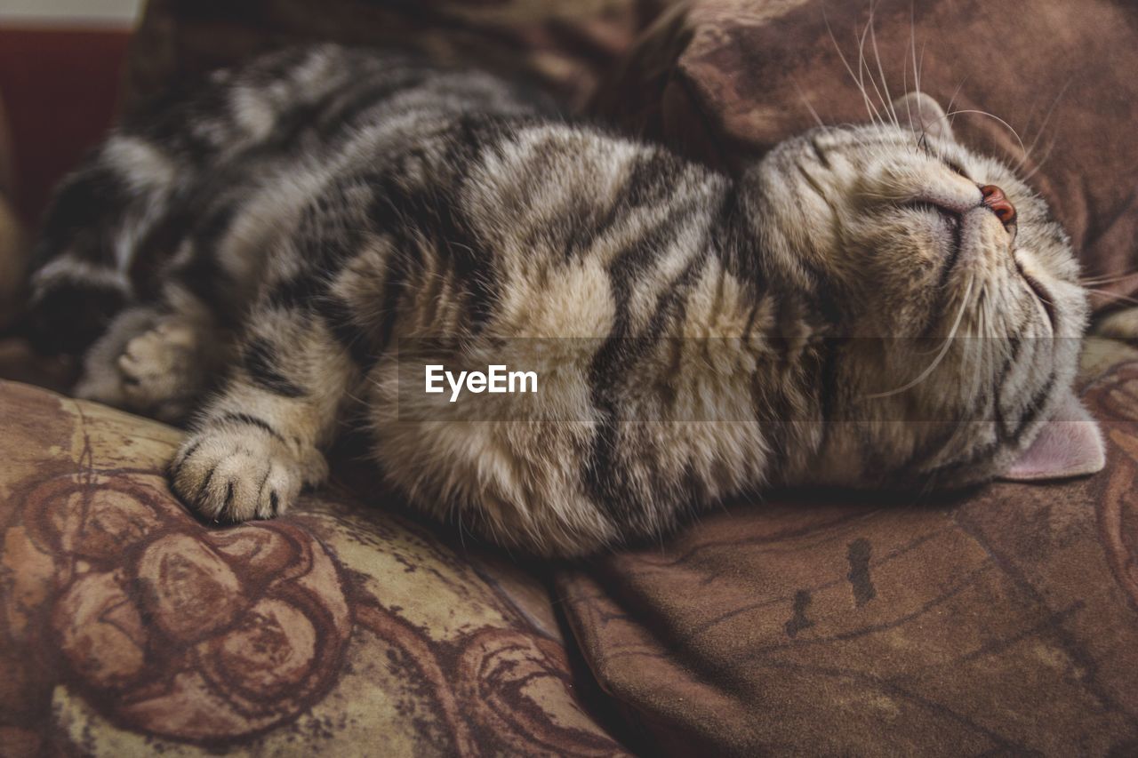 High angle view of cat sleeping on bed