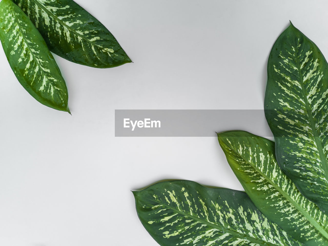 CLOSE-UP OF LEAVES AGAINST WHITE BACKGROUND