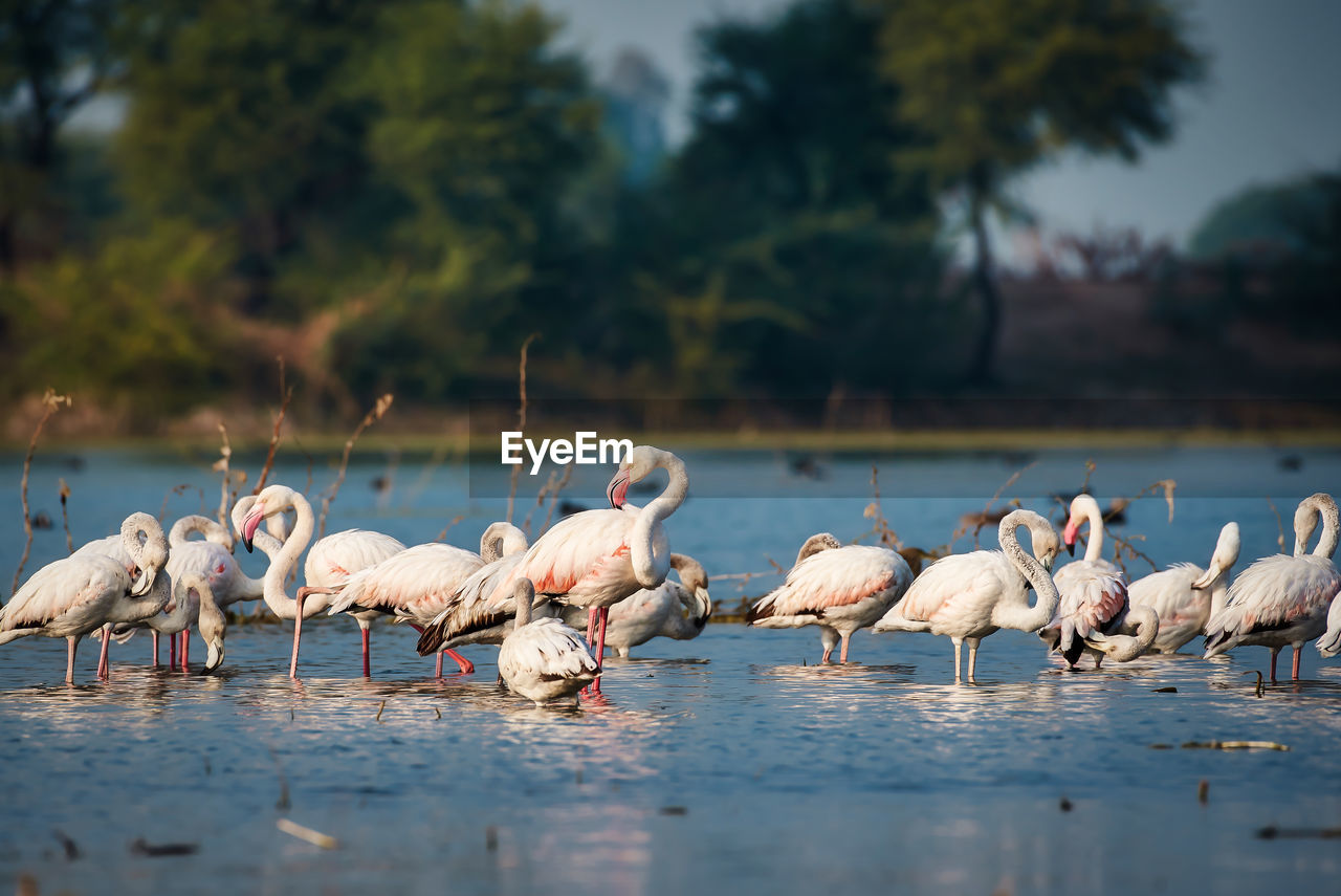 View of lesser flamingos in a lake 