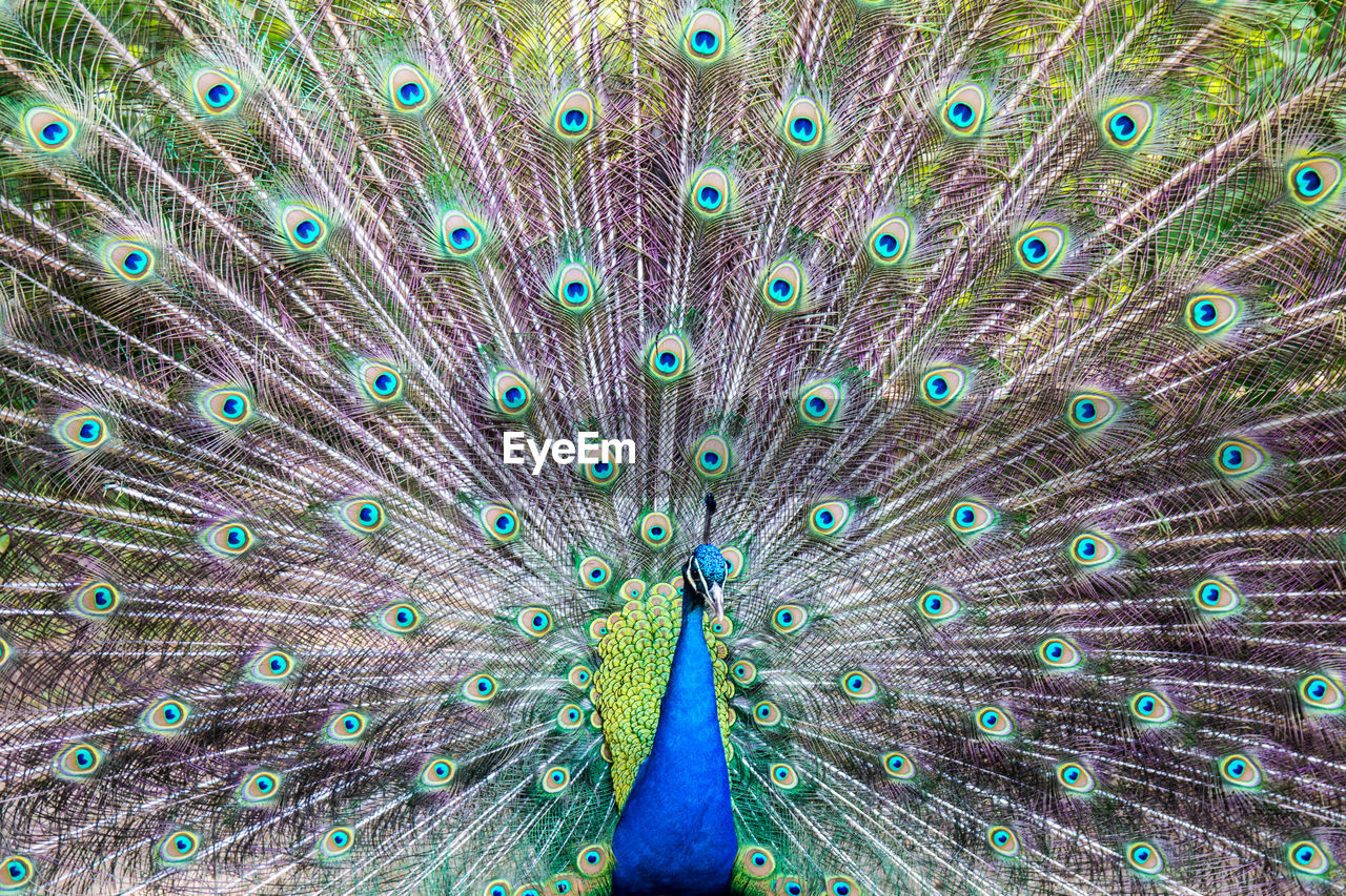 Full frame shot of peacock