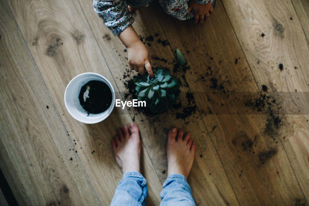 High angle view of people changing the soil of a succulent plant.