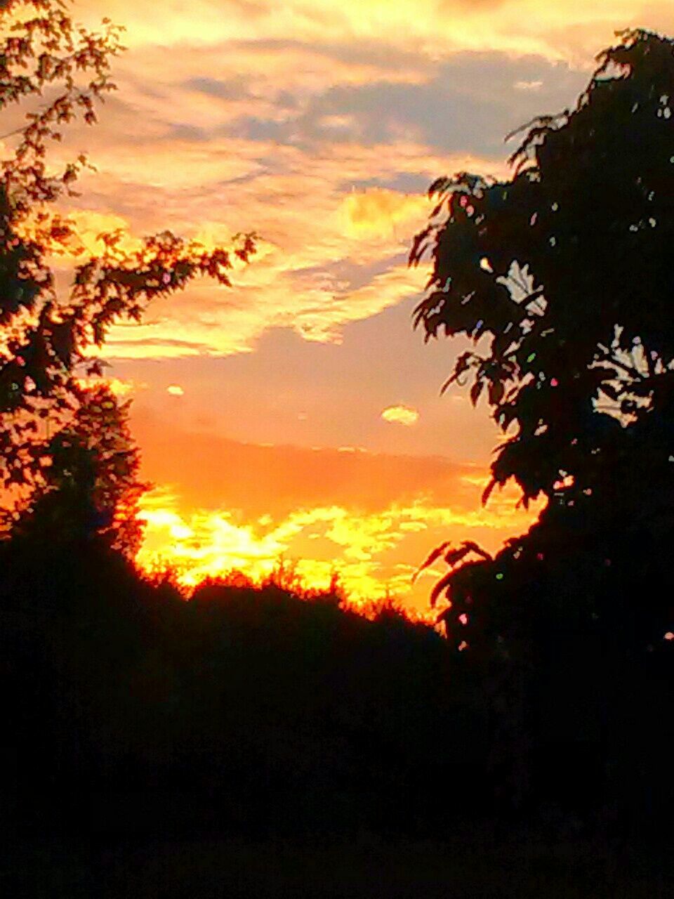 SILHOUETTE OF TREES AT SUNSET