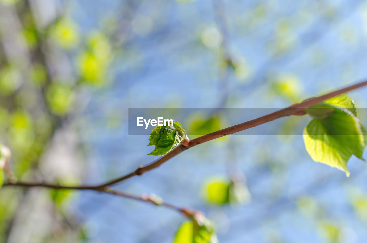 Close-up of plant