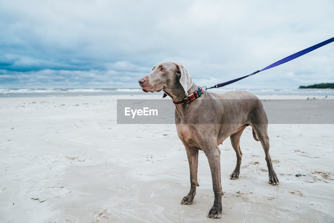 Dog on beach