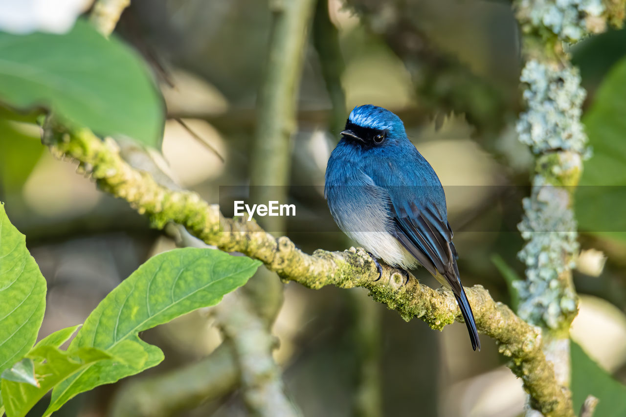 BIRD PERCHING ON TREE