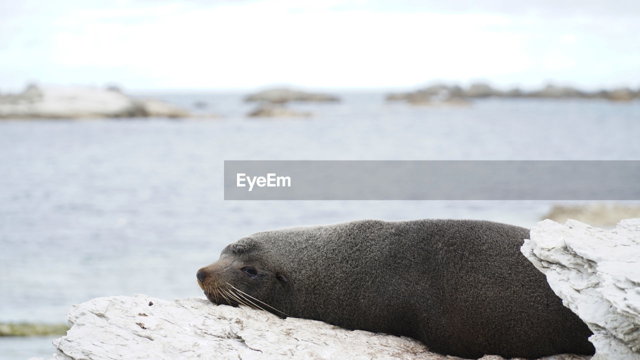 Fur seals on a coastal sea landscapes near kaikoura on the south island of new zealand.