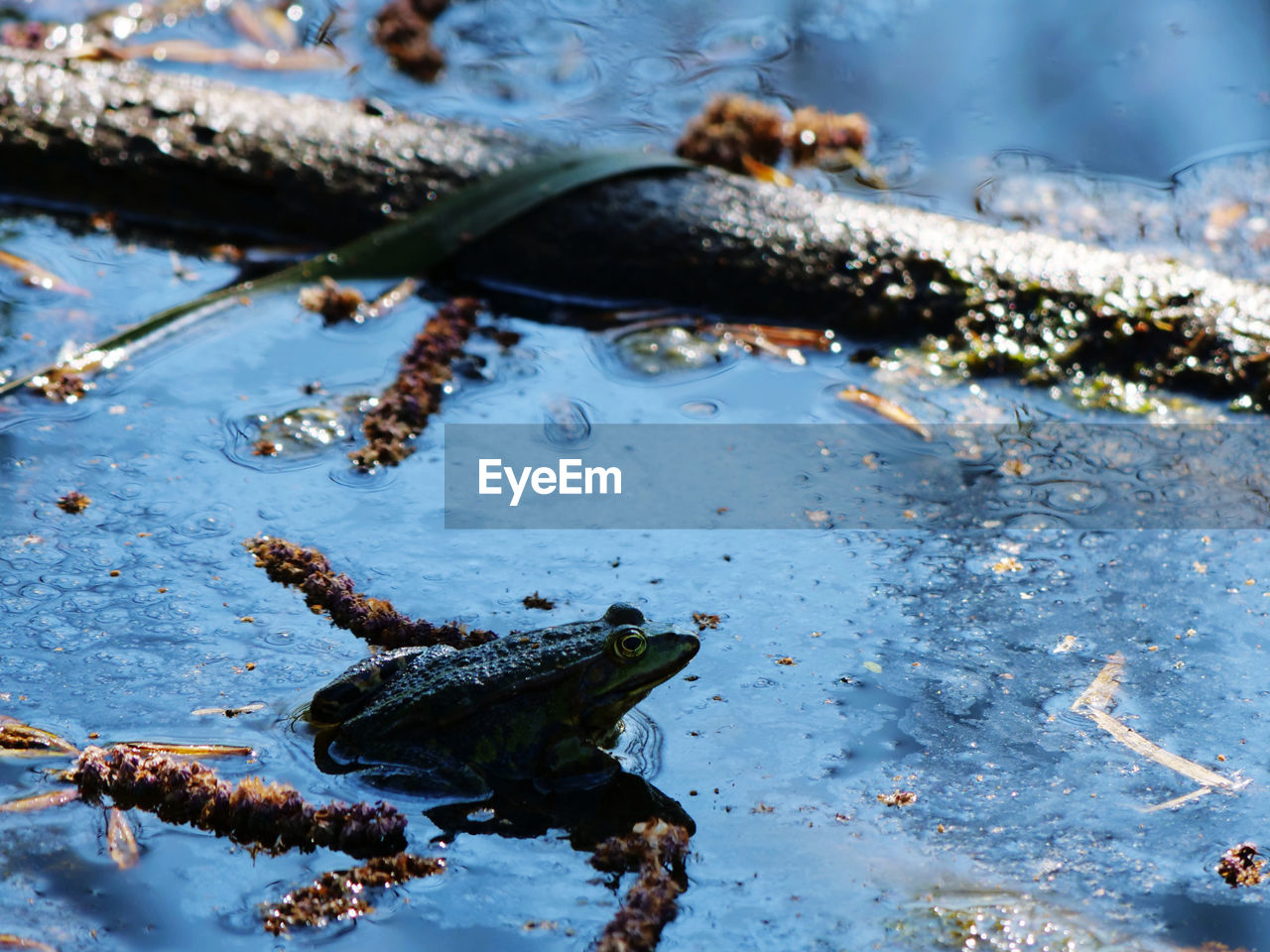 High angle view of frog in lake