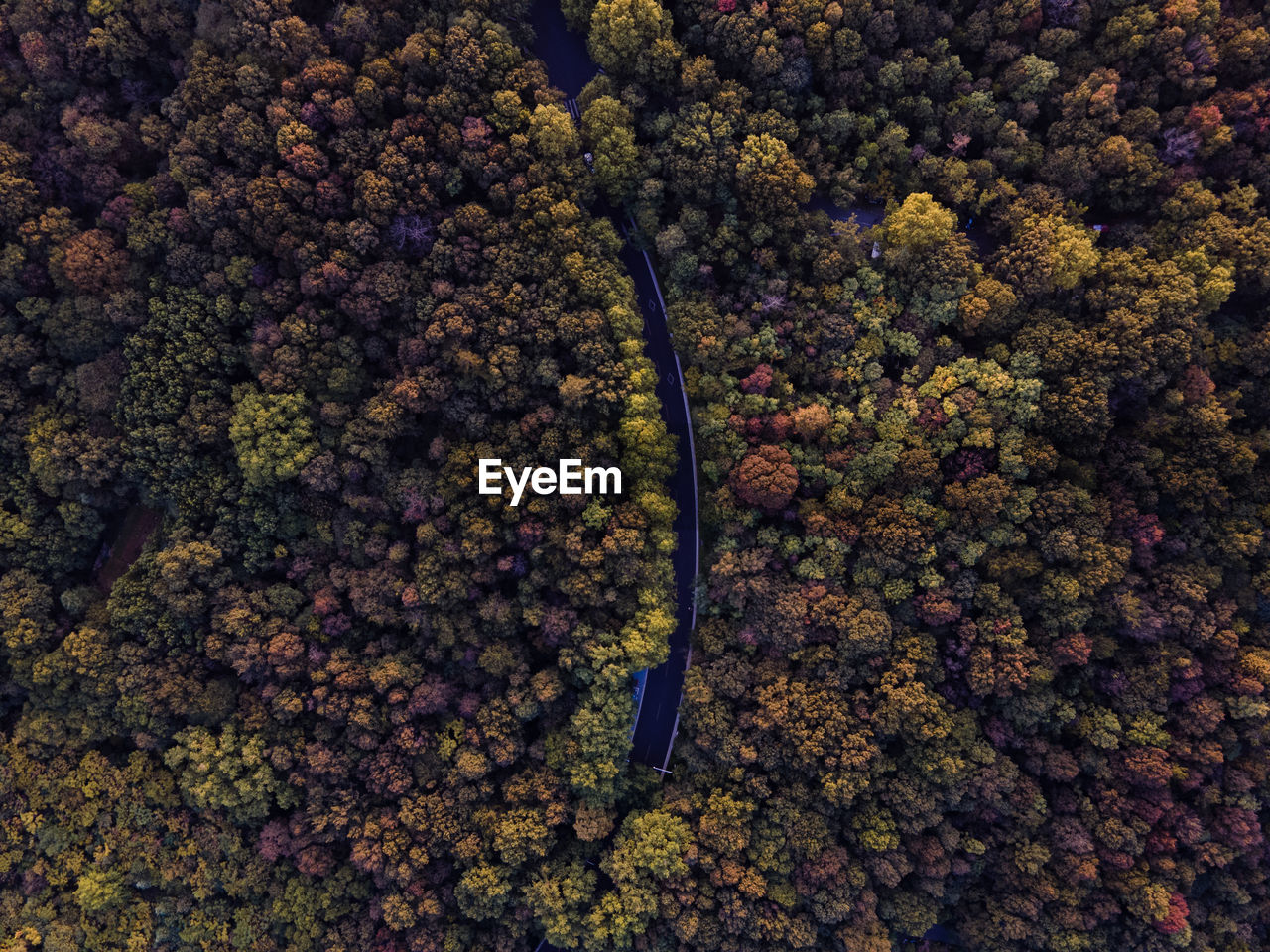 High angle view of flowering plants by water
