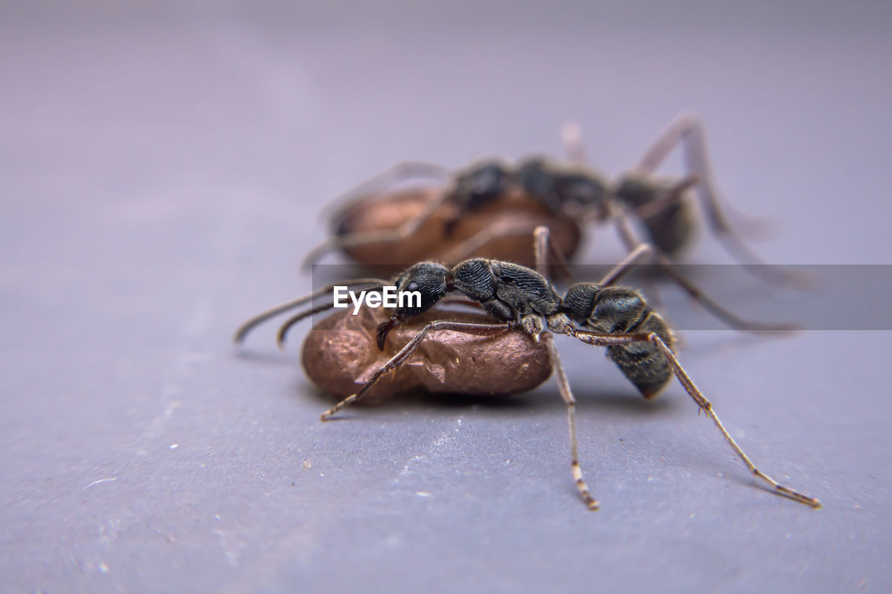 CLOSE-UP OF GRASSHOPPER