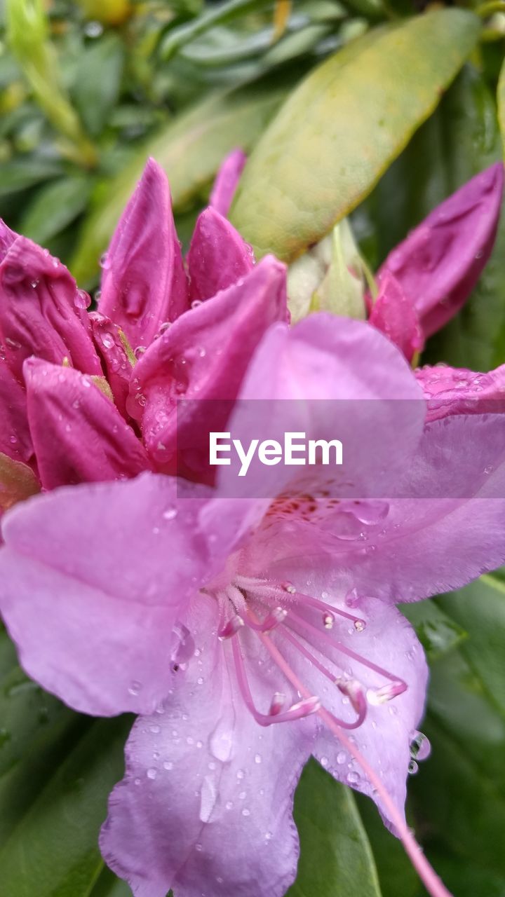 CLOSE-UP OF WATER DROPS ON PINK FLOWERS