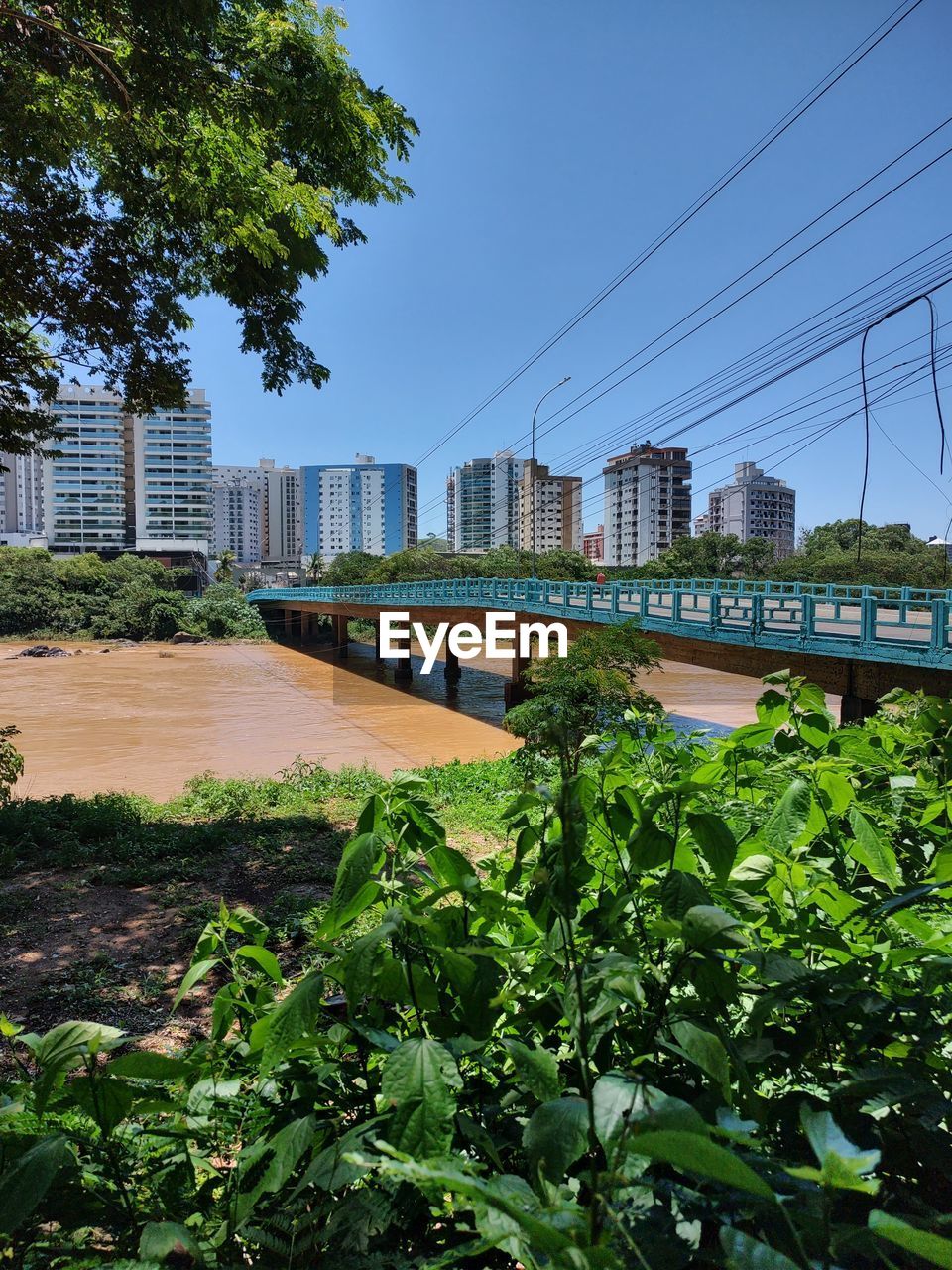 architecture, plant, built structure, tree, nature, green, urban area, sky, building exterior, city, no people, building, low angle view, growth, day, outdoors, cable, technology, residential district, skyscraper, electricity, power generation