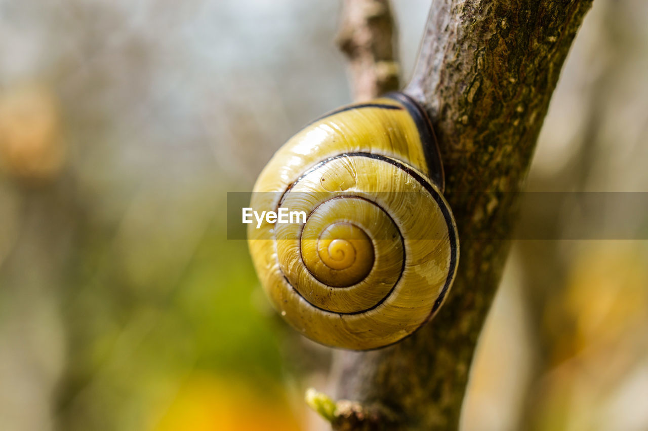 Close-up of snail