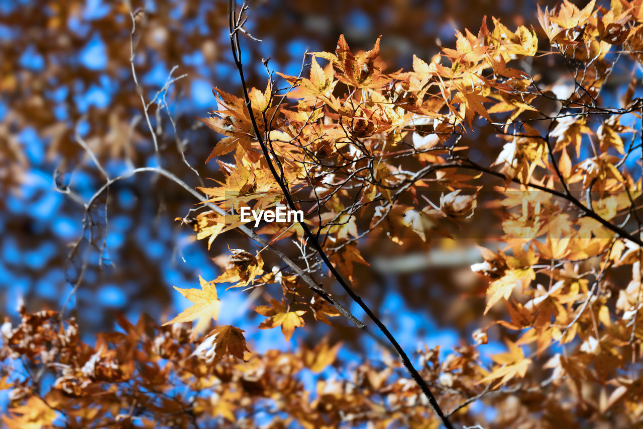 plant, branch, tree, nature, autumn, beauty in nature, leaf, plant part, sunlight, no people, focus on foreground, growth, flower, day, close-up, outdoors, tranquility, twig, sky, fragility, macro photography, low angle view, selective focus, yellow, backgrounds, blue, freshness, spring, blossom, land
