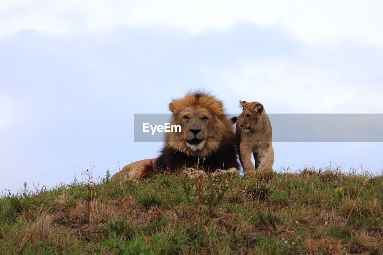 View of two lions on field