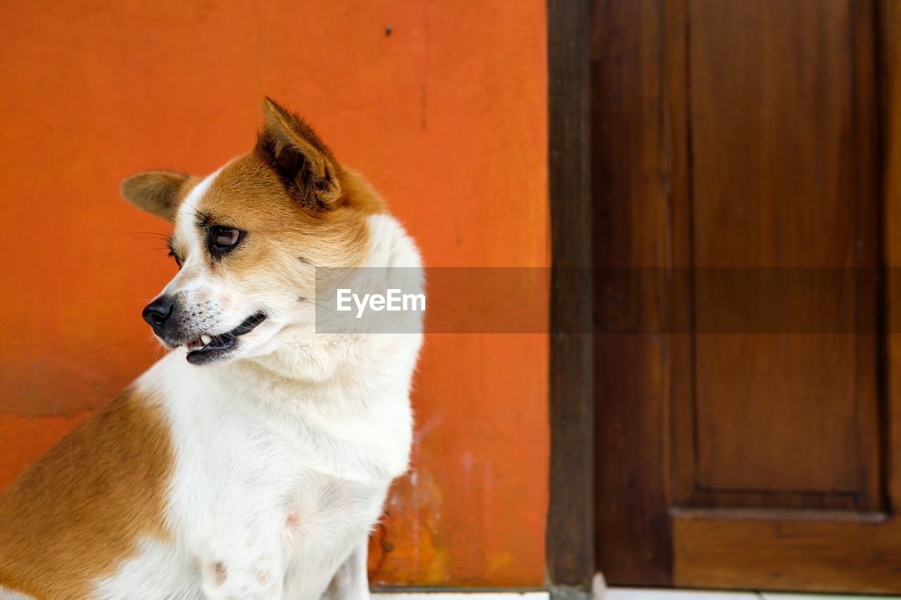 CLOSE-UP OF DOG LOOKING AWAY AGAINST WALL