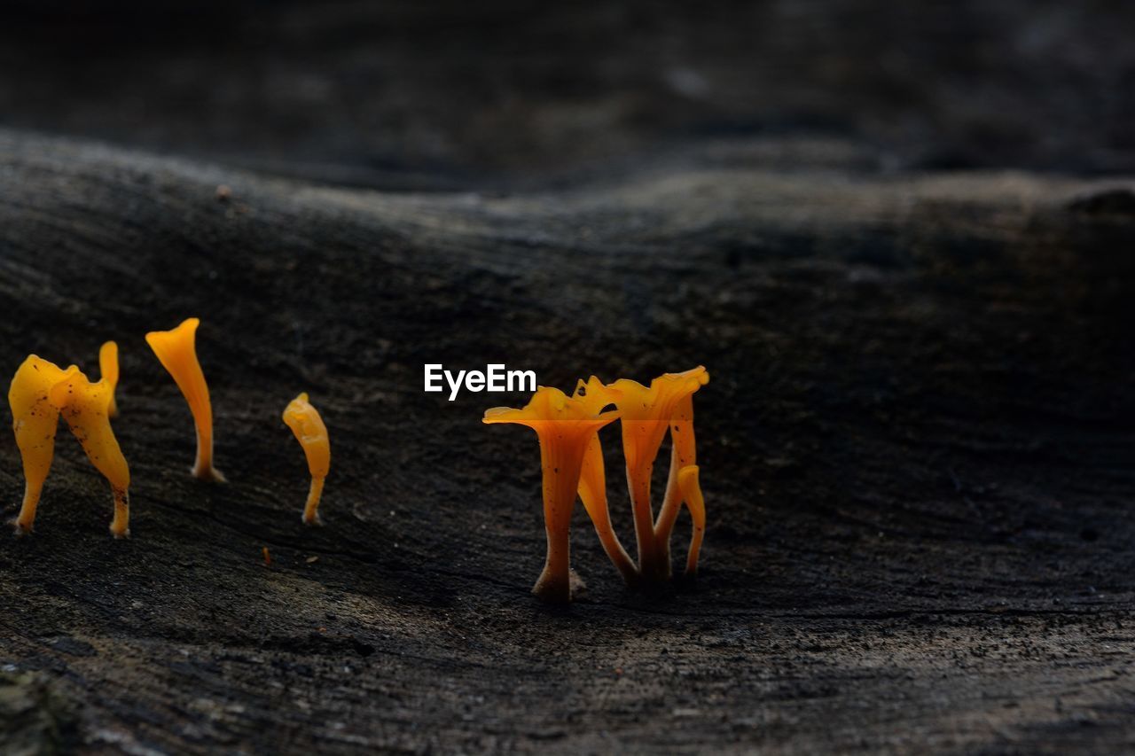 Close-up of mushrooms growing on wood