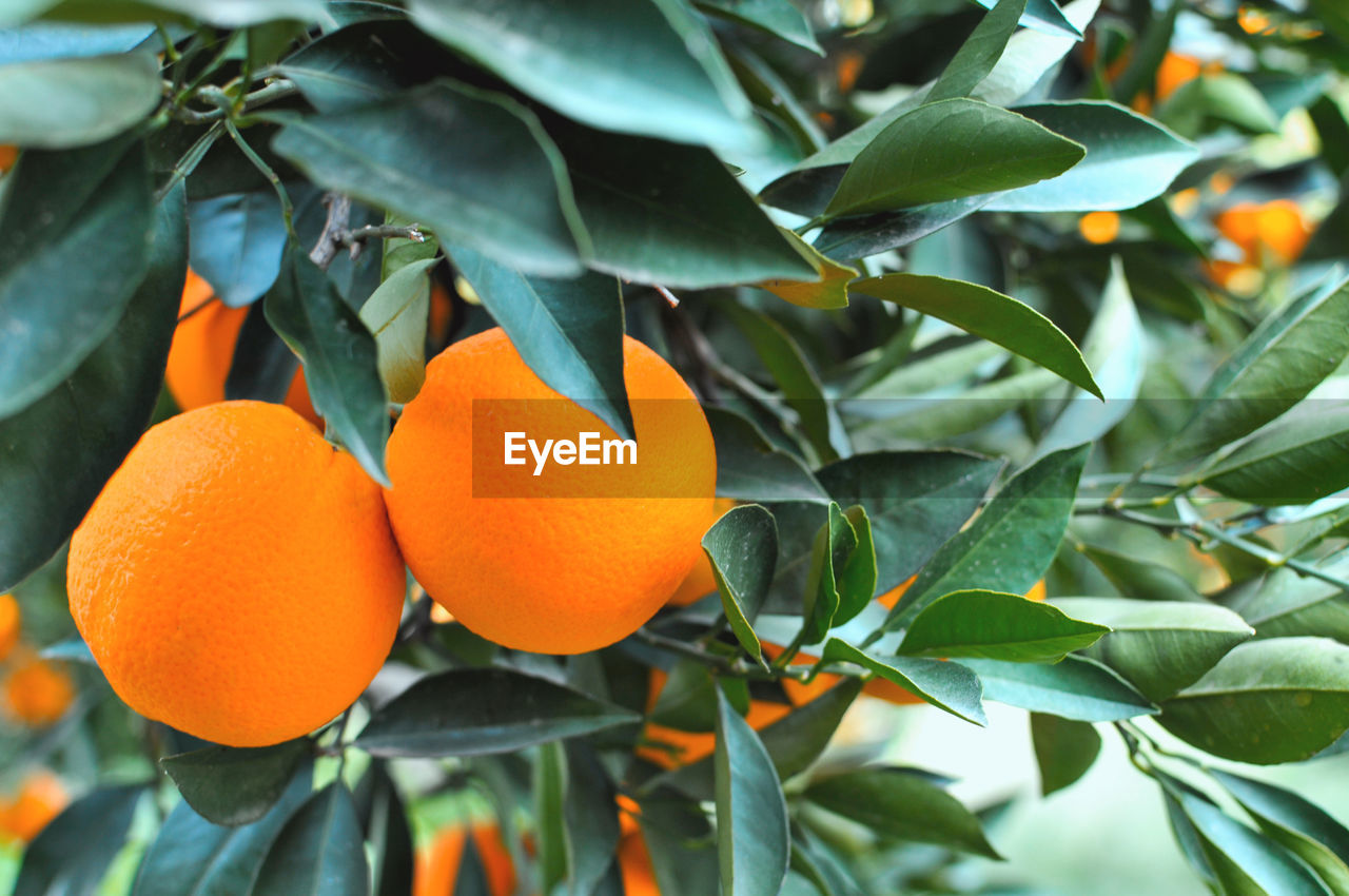 Fresh orange from tree