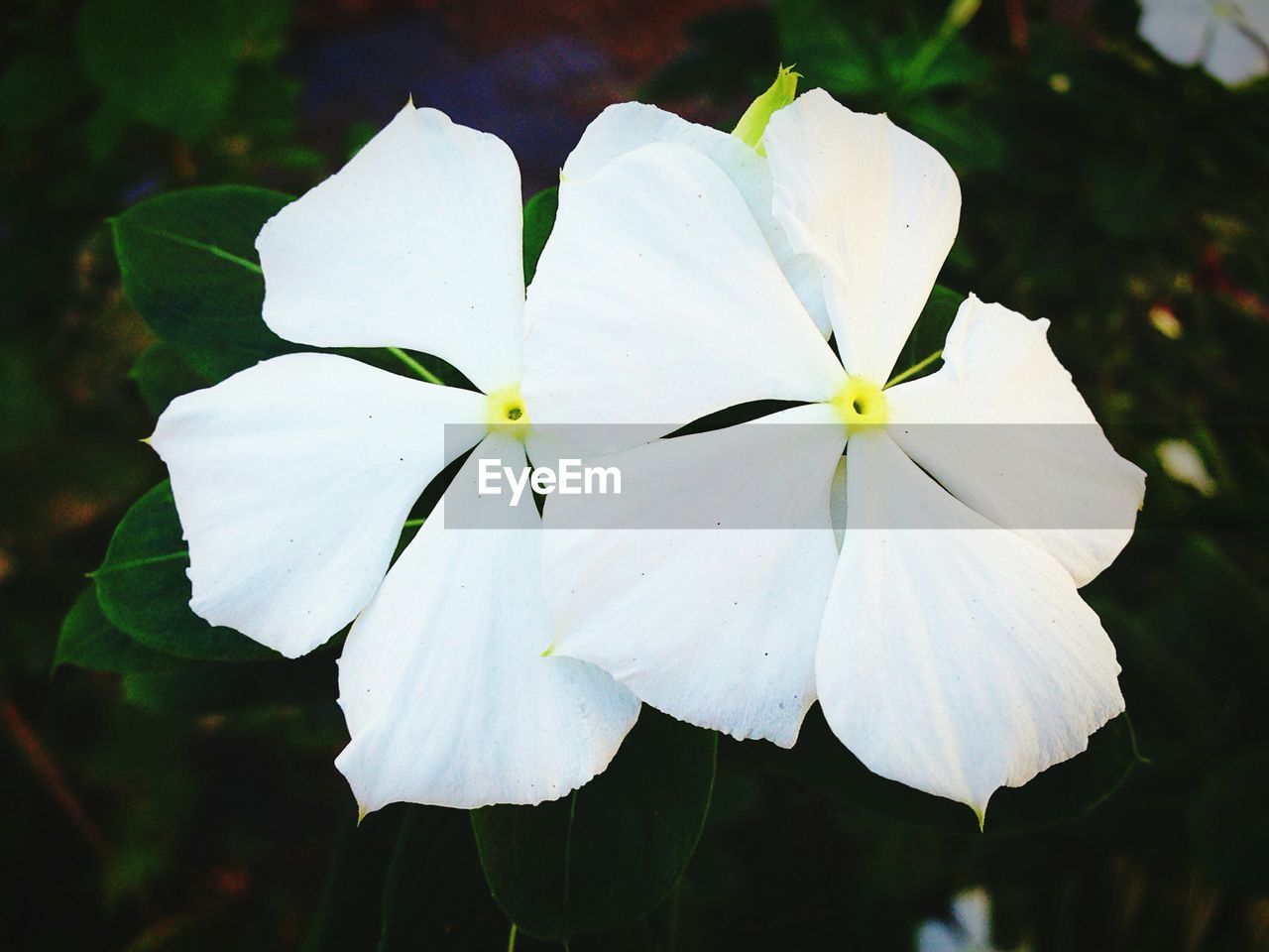 Close-up of white periwinkle flowers blooming in garden