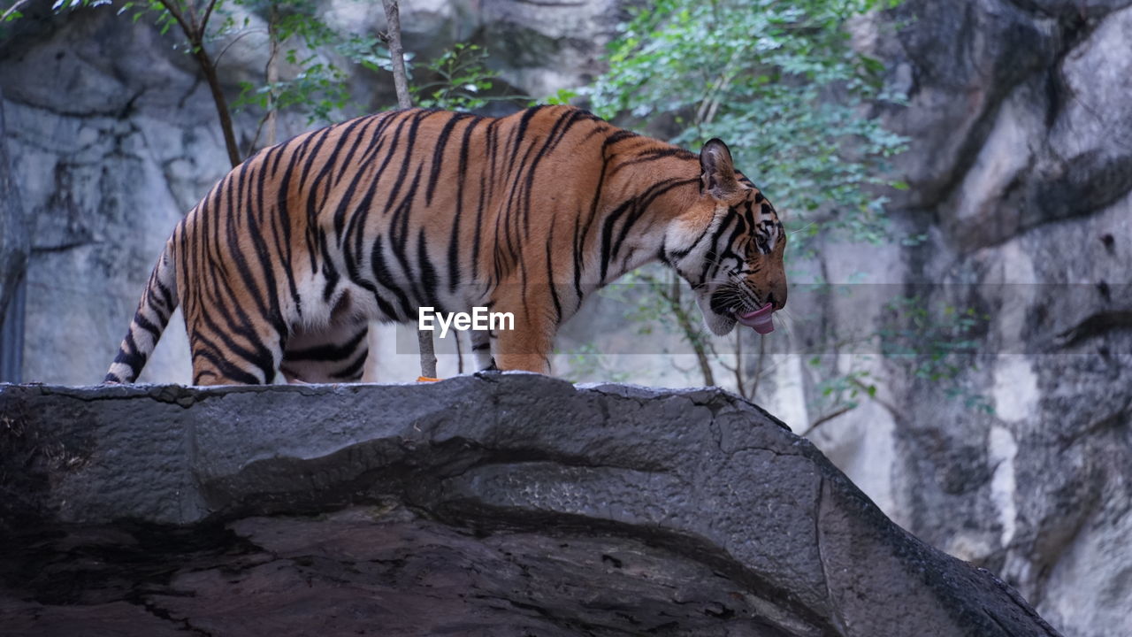 The tiger in the zoo