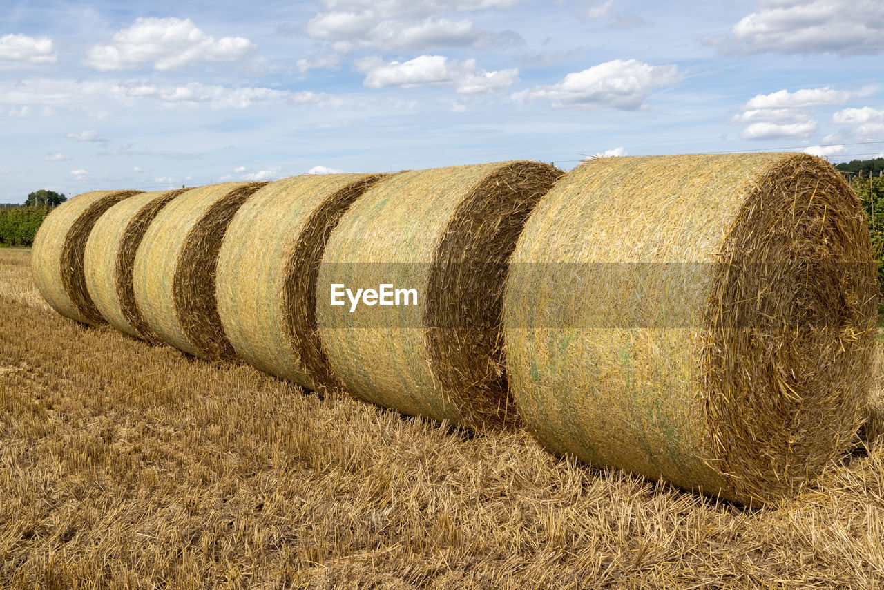 HAY BALES ON FIELD