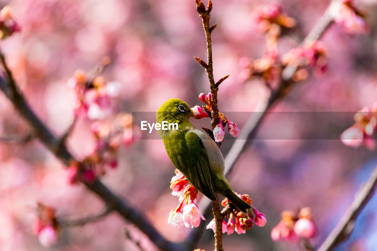 VIEW OF CHERRY BLOSSOM