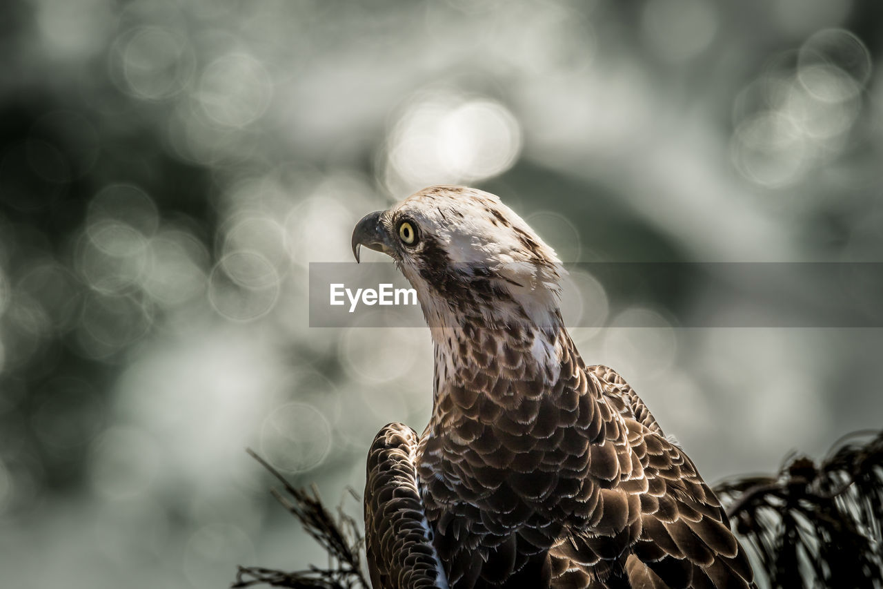 Osprey perching on tree