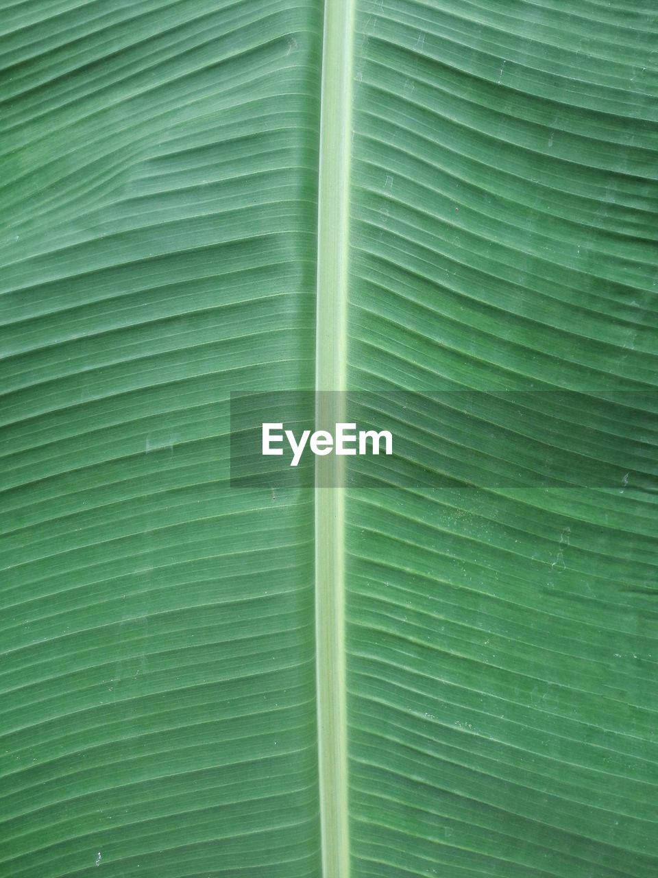 Full frame shot of green banana leaf