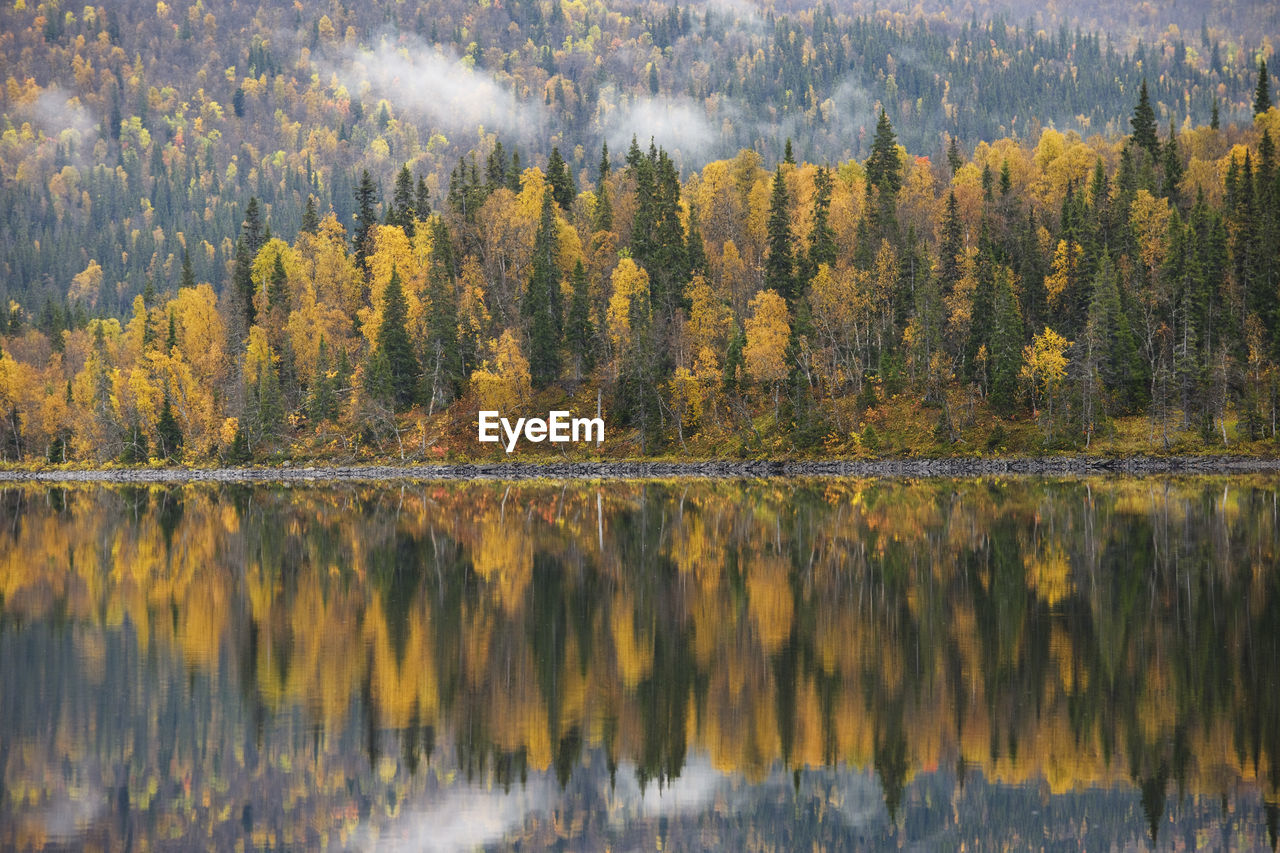 Reflection of trees in lake during autumn