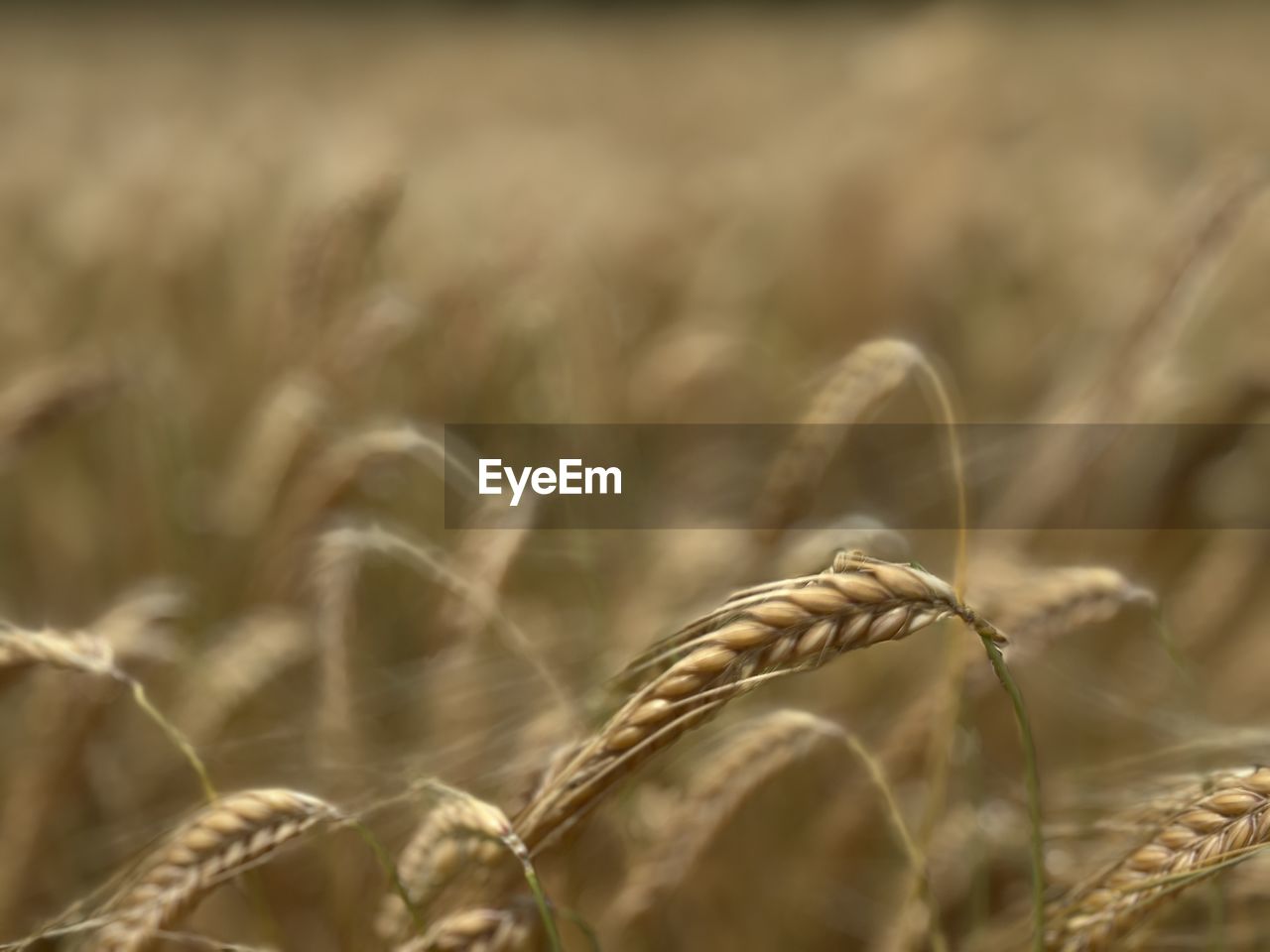 cereal plant, crop, agriculture, food, plant, rural scene, wheat, landscape, field, food grain, growth, farm, land, nature, barley, rye, close-up, einkorn wheat, food and drink, whole grain, emmer, no people, grass, summer, environment, cereal, beauty in nature, focus on foreground, selective focus, harvesting, corn, gold, ripe, outdoors, cultivated, plant stem, backgrounds, seed, organic, triticale, prairie, day, hordeum, tranquility, copy space, scenics - nature, vegetable