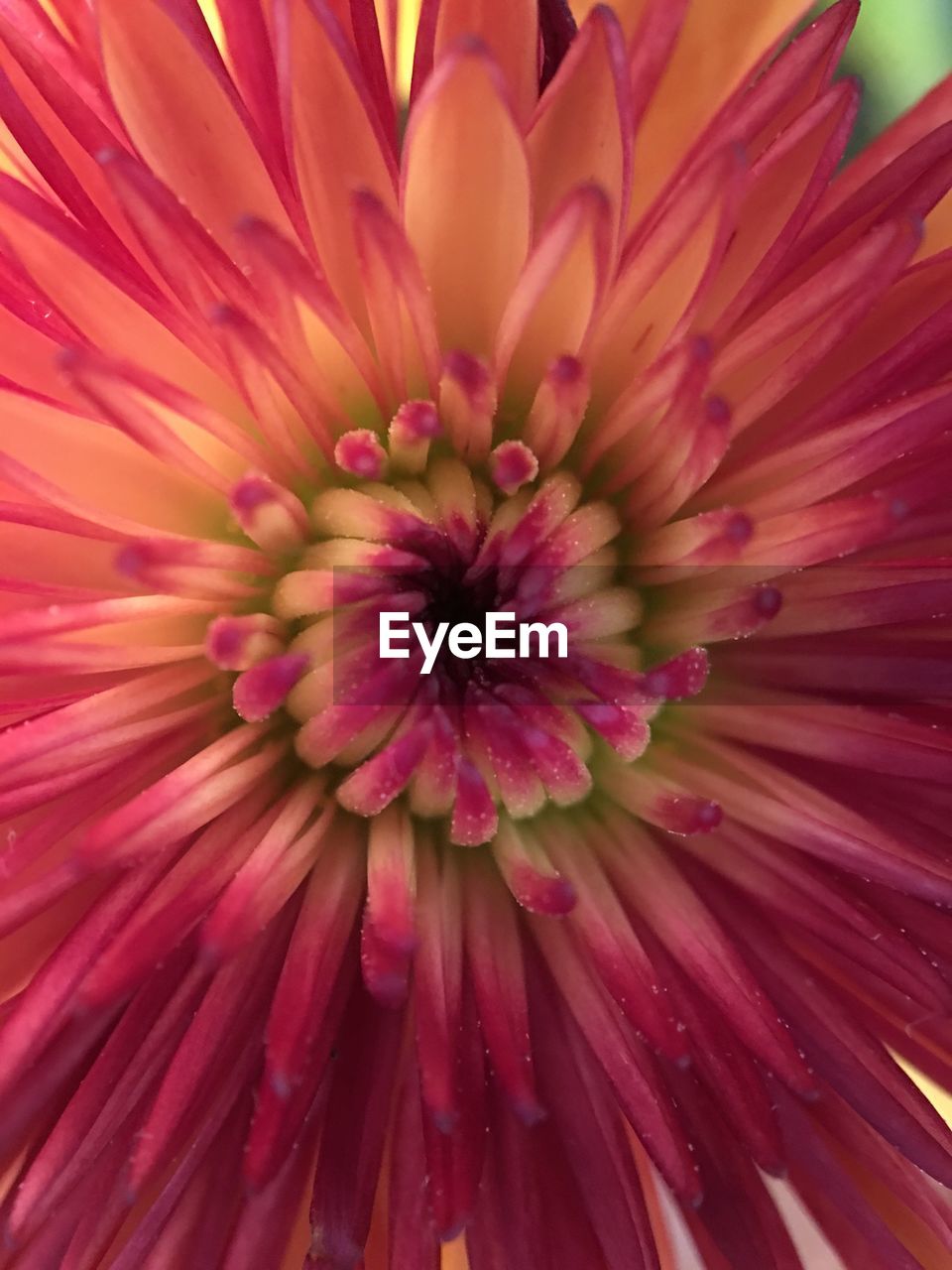 CLOSE-UP OF FRESH FLOWER BLOOMING OUTDOORS