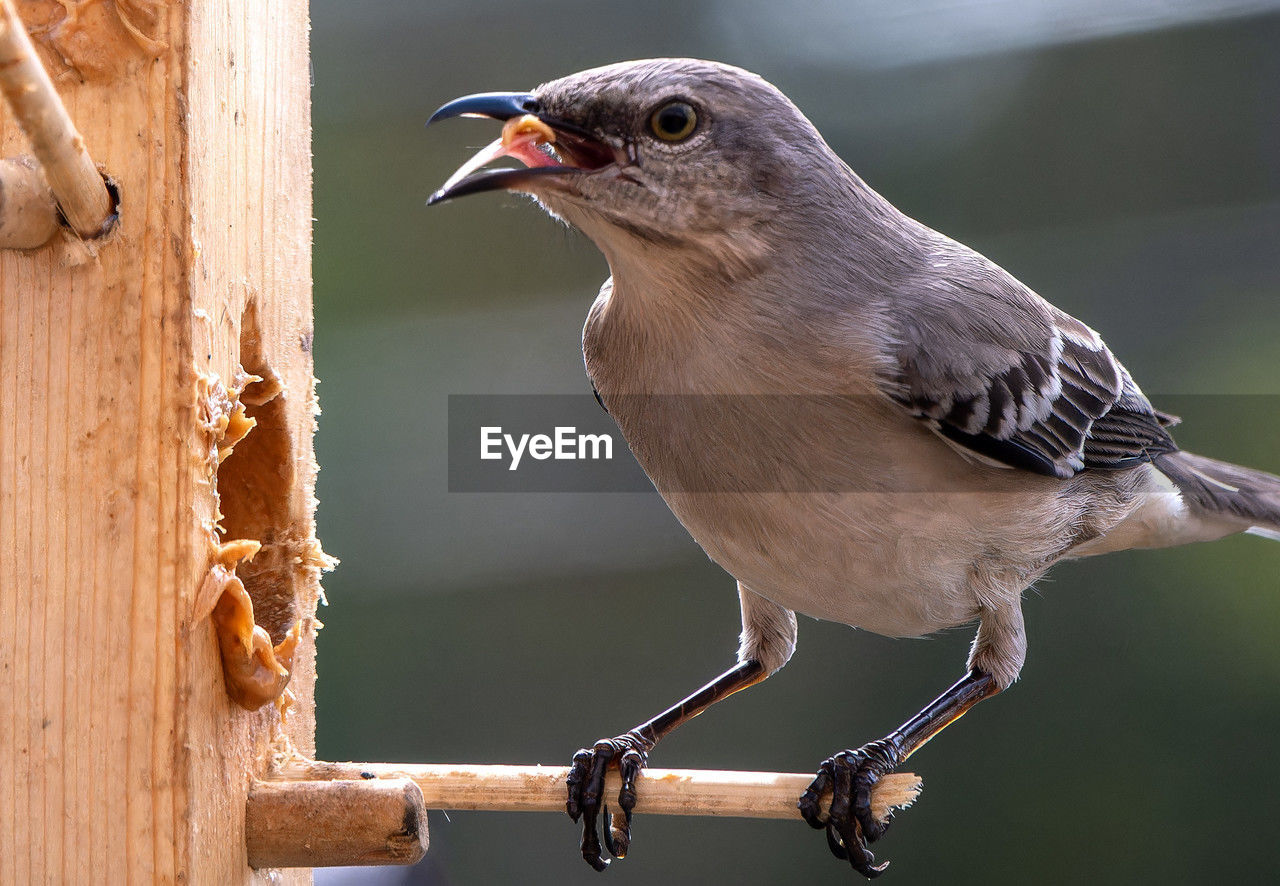 A northern mockingbird on the peanut butter bird feeder