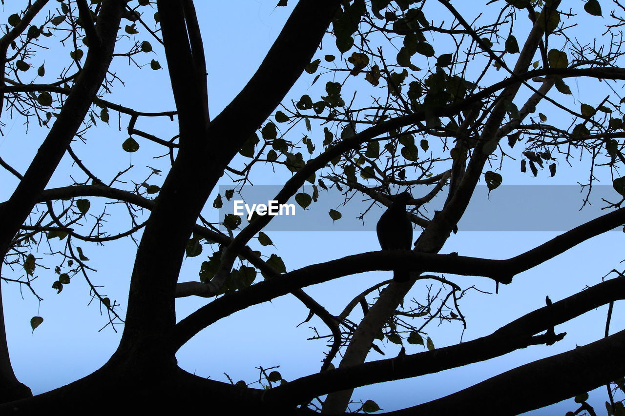 LOW ANGLE VIEW OF TREES AGAINST SKY