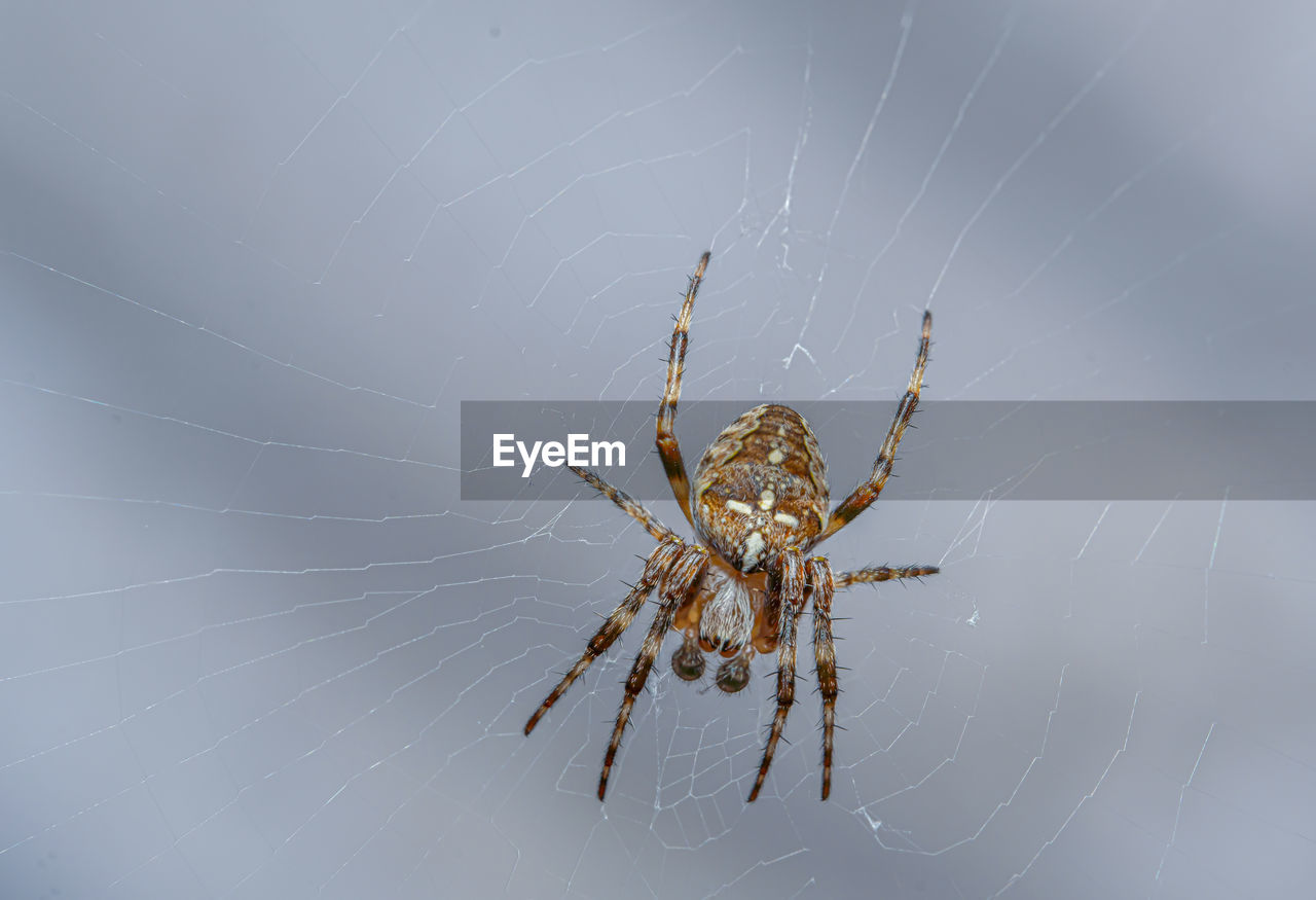 Close-up of a spider on a web