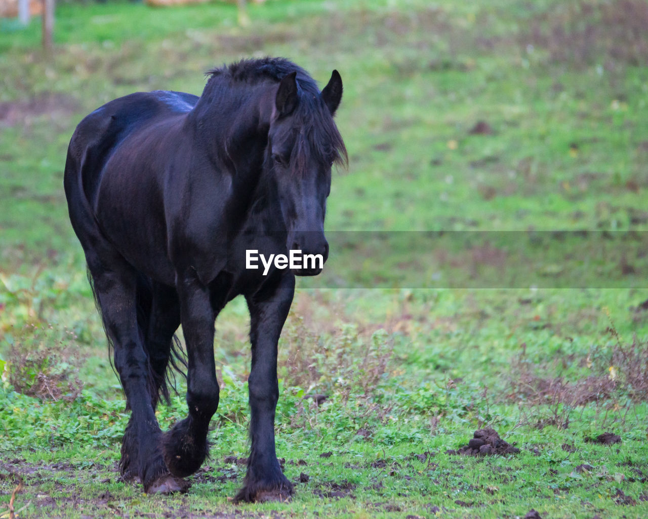 Portrait of a horse on landscape