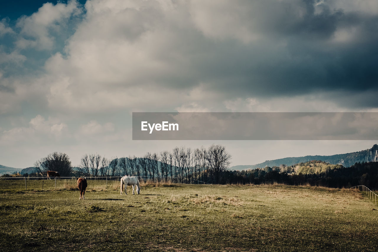 Horses grazing on field against sky