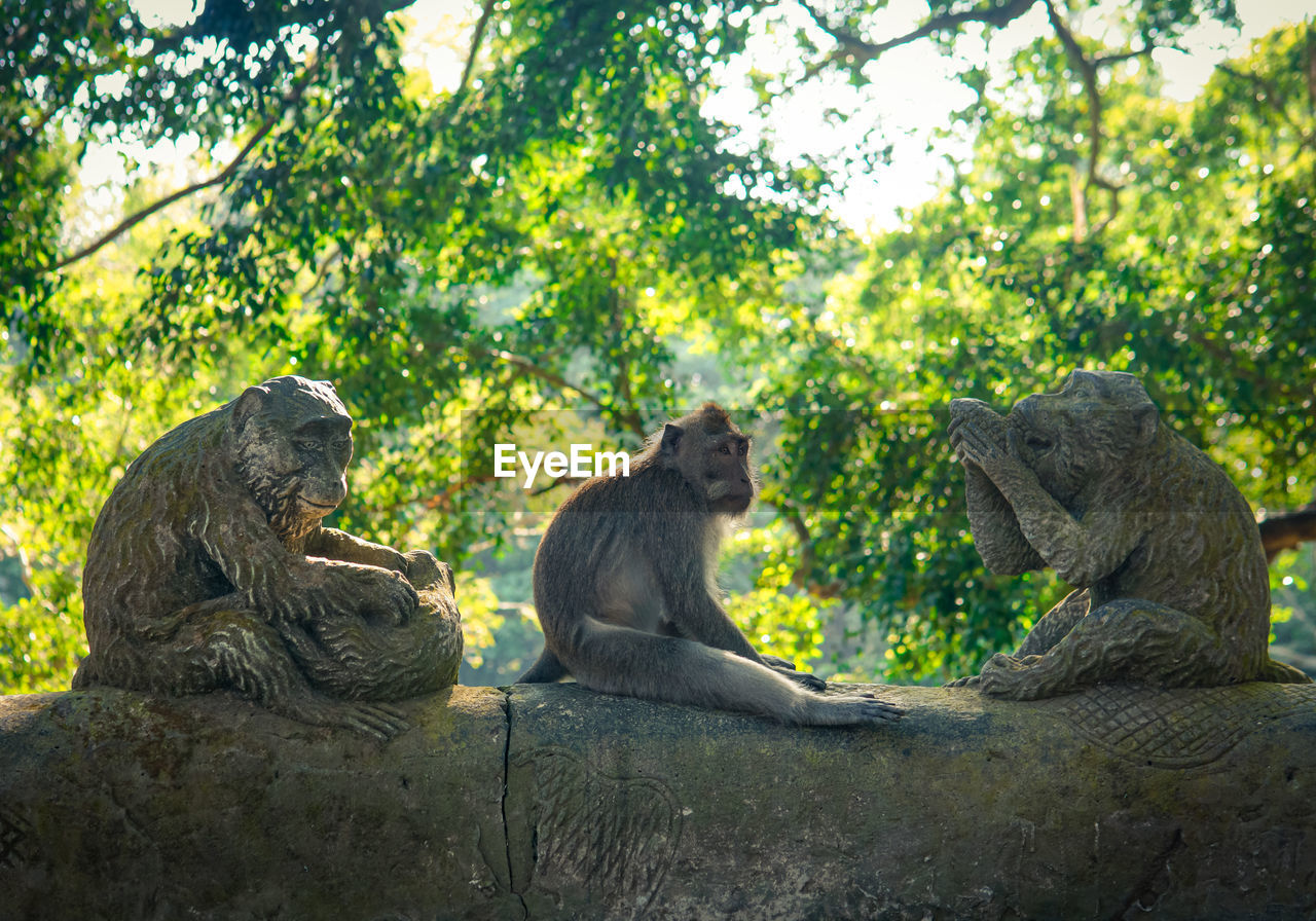 Monkey sitting on tree in forest beside the monkey statue