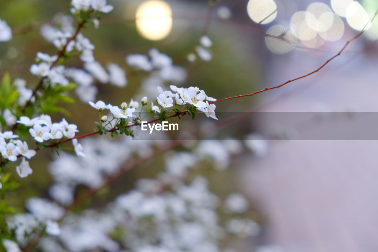 Close-up of white cherry blossom tree