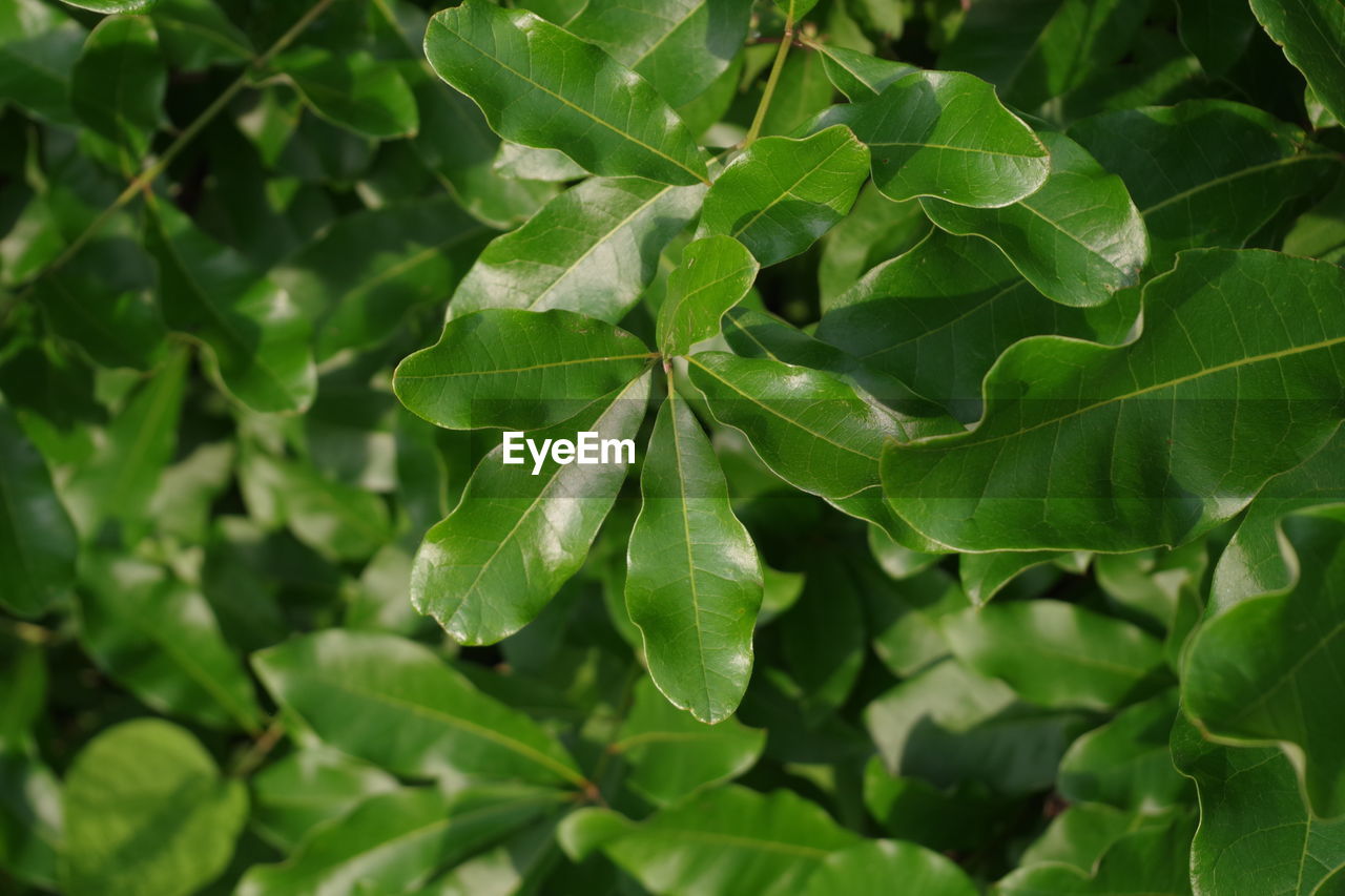 Full frame shot of green leaves