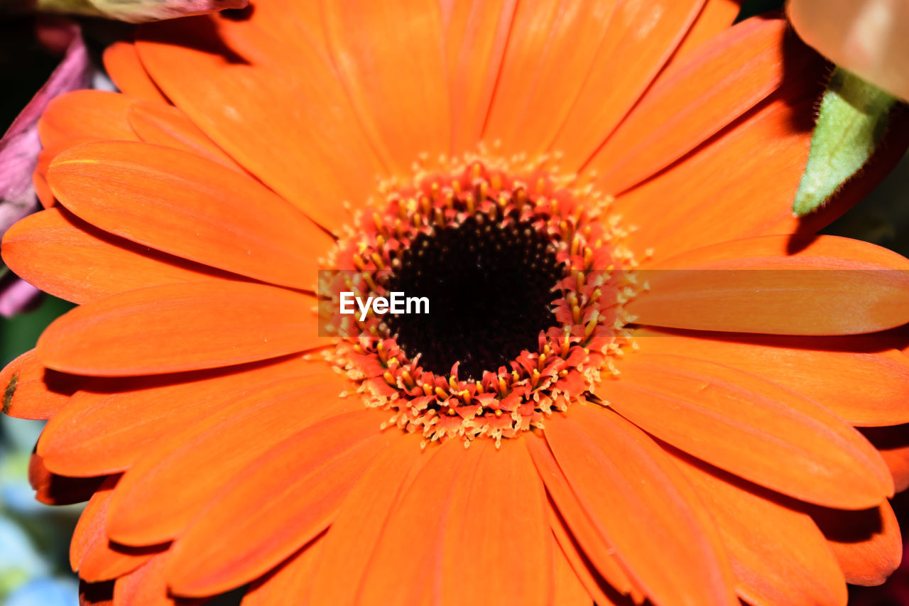 CLOSE-UP OF ORANGE FLOWER