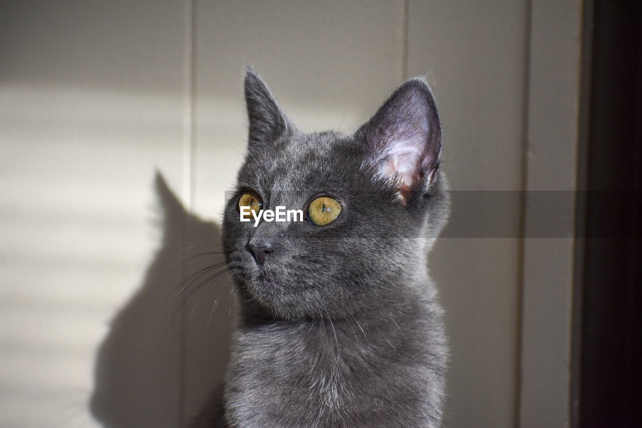 CLOSE-UP OF BLACK CAT LOOKING AWAY AT HOME