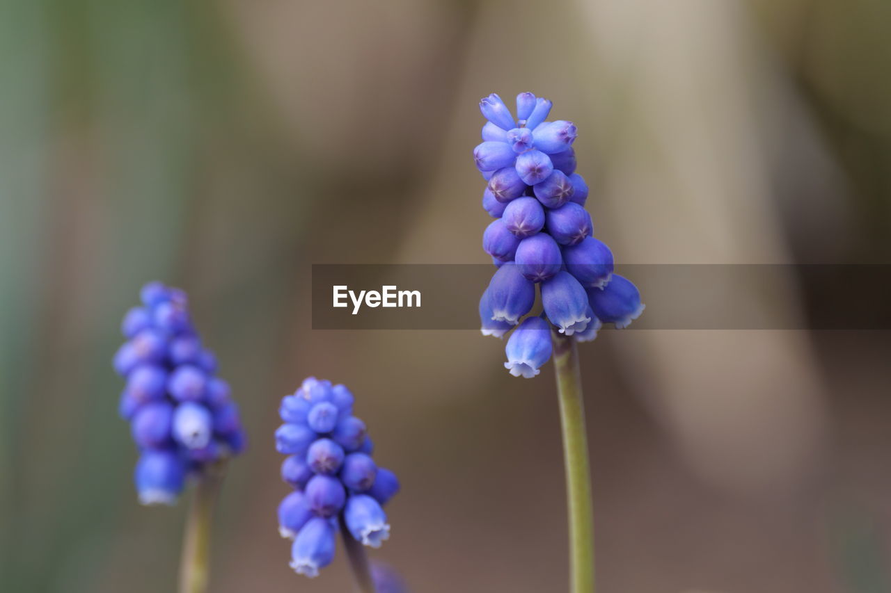 Close-up of purple blue flowers