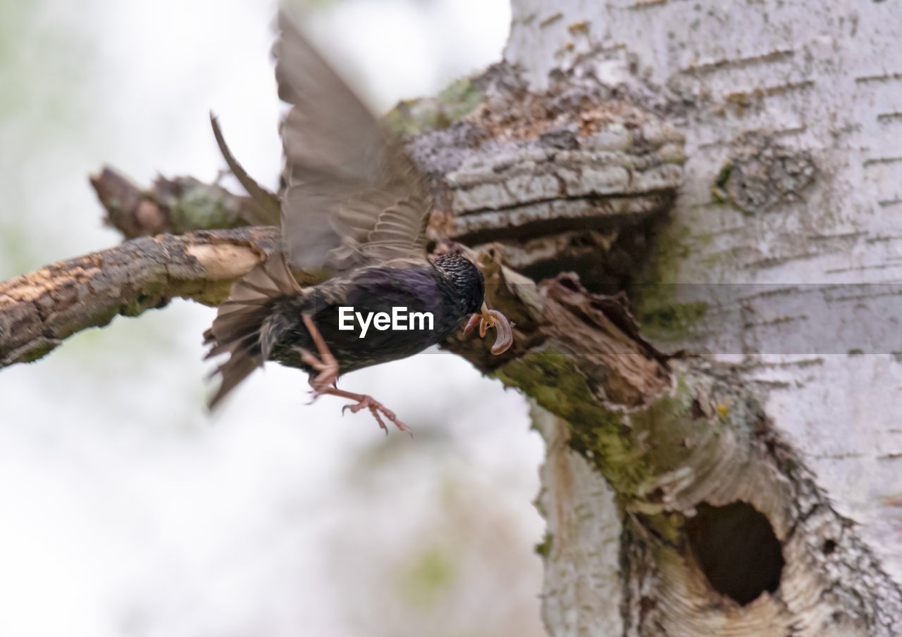 CLOSE-UP OF BIRD PERCHING ON BRANCH