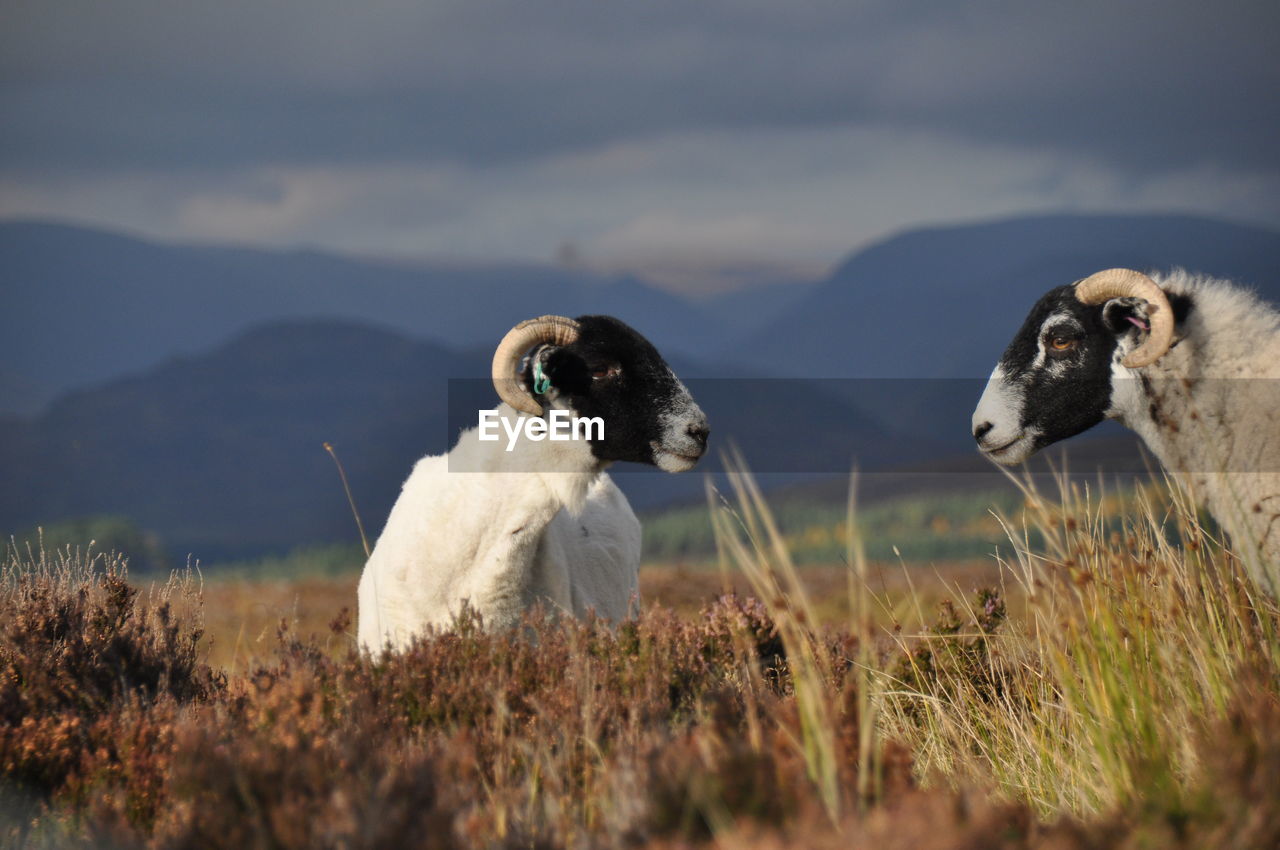 Sheeps in wilderness