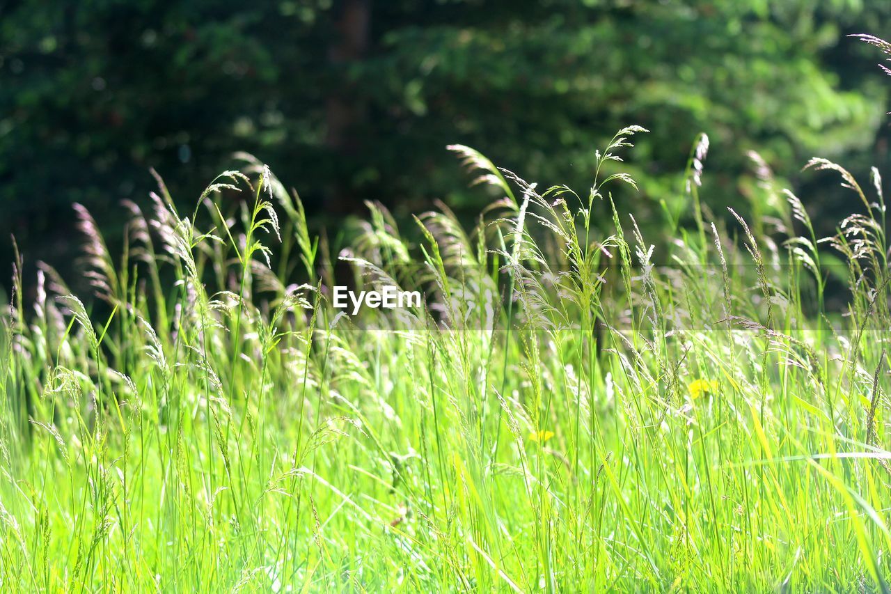 Close-up of grass growing on field