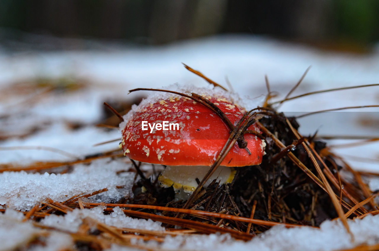 CLOSE-UP OF MUSHROOM ON SNOW